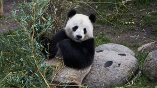 Danish Zoo hopes to ignite panda romance