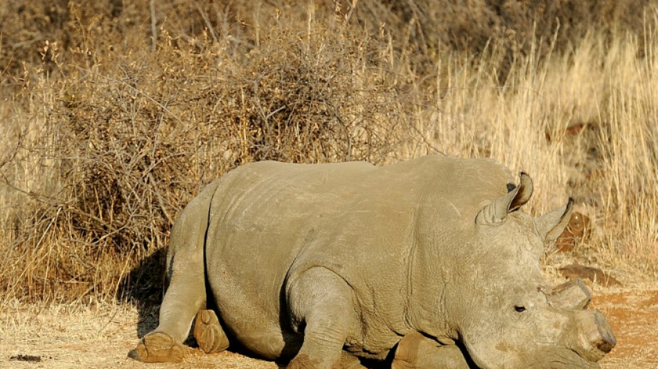 US judge sentences wildlife trafficker to more than 5 years in jail 