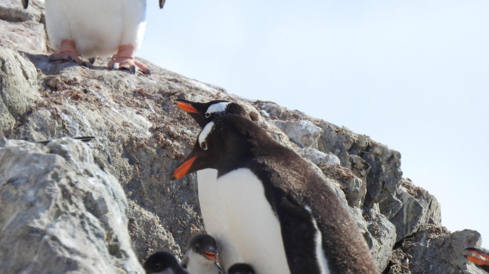 Morto uno dei due pinguini gay di Sidney, il loro amore un'icona