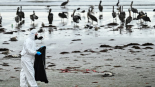 Mystérieuse hécatombe d'oiseaux marins sur les plages du Chili