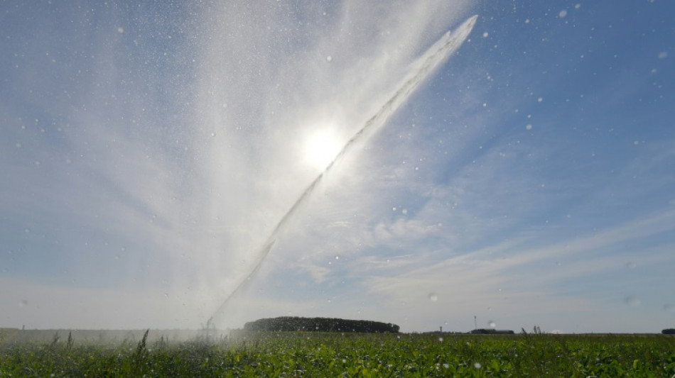 Autorisation d'usage accru d'un insecticide sur les betteraves, "insuffisant" pour les cultivateurs