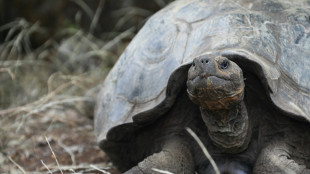 Galapagos: une nouvelle espèce de tortue détectée par ADN