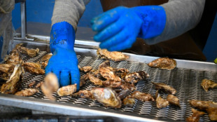 French oyster sales clam up as contamination scare spreads