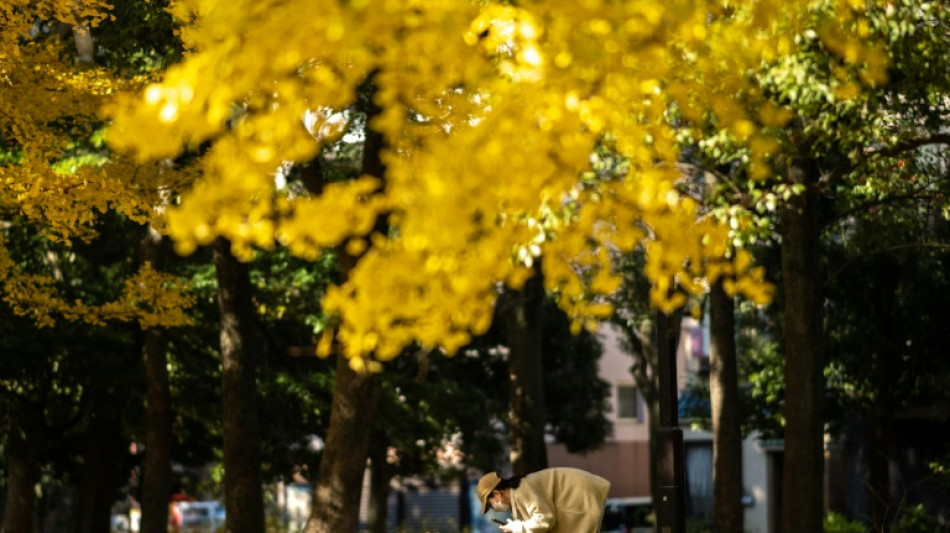 Japón vive el otoño más cálido que se ha registrado