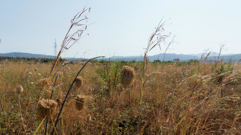 Ue avanti con Green Deal, in vigore il Ripristino della natura