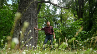 El estado alarmante del parque alemán de Sanssouci, por el cambio climático