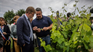 Crise du vignoble bordelais : lancement du plan d'arrachage face à des viticulteurs en "détresse"