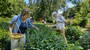 La filière "thé" trace son sillon en Bretagne et en France