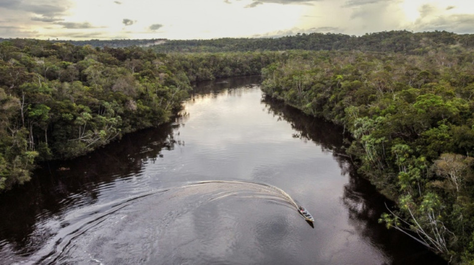 Cow-boys des crédits carbone contre indigènes, la bataille colombienne contre le greenwashing