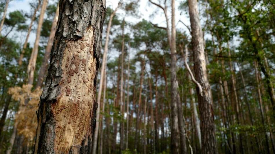 Waldbesitzer und Umweltschützer fordern Ersatz für weggefallene Forschungsmittel