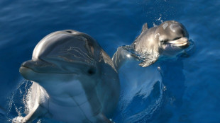 Les dauphins reconnaissent leurs amis grâce au goût de leur urine