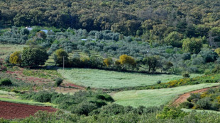 En Tunisie, la permaculture s'épanouit face aux défis climatiques