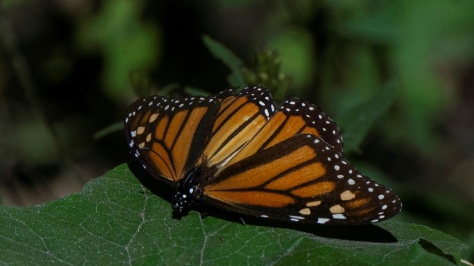 Zona ocupada por mariposas monarcas en México tras migrar desde Canadá cae 59,3%