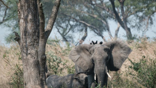 Uganda wildlife numbers soar due to enhanced protection