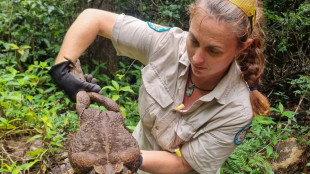 Guardaparques australianos encuentran un sapo gigante de 2,7 kilos