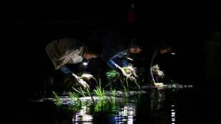 Sembrar arroz de noche, la solución de los agricultores en Vietnam ante el calor extremo