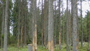 Debido al calentamiento global, los insectos arrasan los bosques boreales del norte de Finlandia