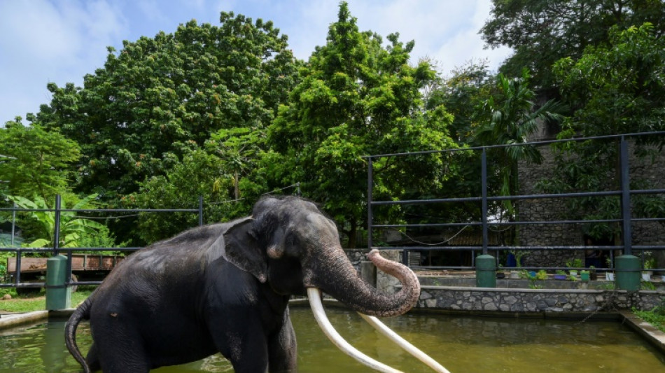 Sri Lanka: retour en avion dans sa Thaïlande natale pour un éléphant malade