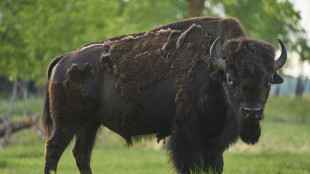 Bison reintroduced to Canada's Banff thrive again