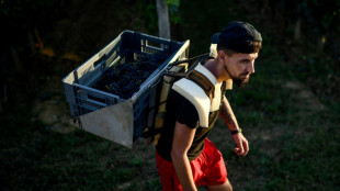 French grape-pickers wilt as 'heat dome' temperatures top 40C