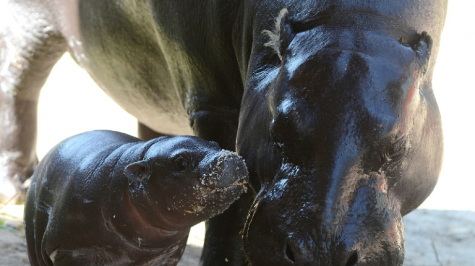 Namenssuche abgeschlossen: Zwergflusspferdbaby in Berliner Zoo heißt Toni 