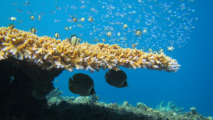 El blanqueamiento de corales causa peleas "innecesarias" entre peces