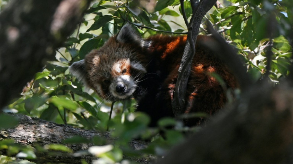 Nepal community efforts revive red panda population