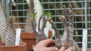 Des plantes rares saisies, désormais abritées dans un jardin botanique