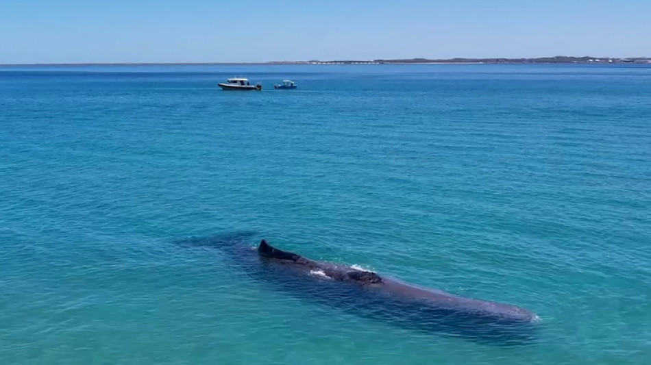 Muere un cachalote tras entrar a aguas poco profundas de Australia