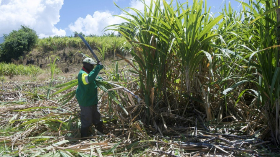 Canne à sucre: en Guadeloupe, le conflit prend fin mais sans grand enthousiasme 