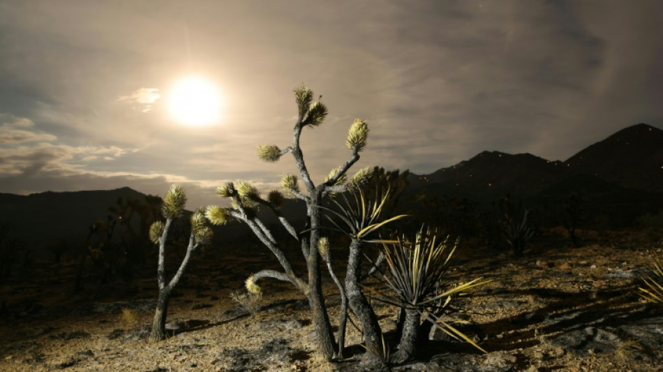 'Fire whirls' threaten Joshua tree desert in scorching US