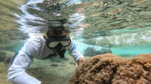 Deadly invader devastating Venezuelan coral reefs