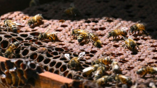 In Colombia, illegally felled timber repurposed to help bees