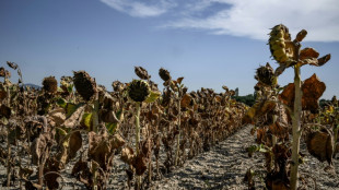 EU-Klimadienst verzeichnet heißesten Sommer und erwartet insgesamt heißestes Jahr