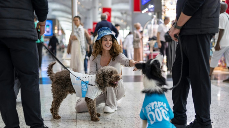 Turquie: des chiens pour détendre les passagers à l'aéroport d'Istanbul 