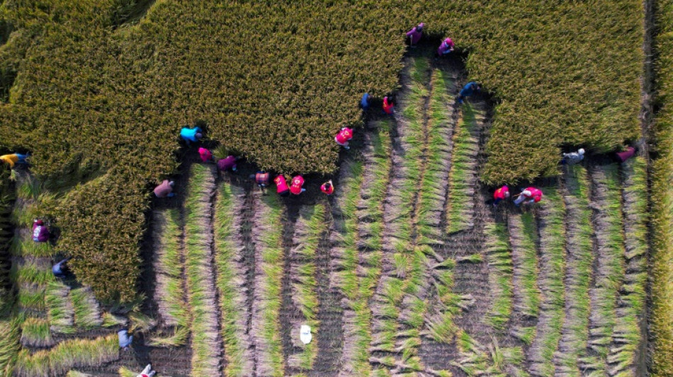  Ozone pollution costs Asia billions in lost crops: study 