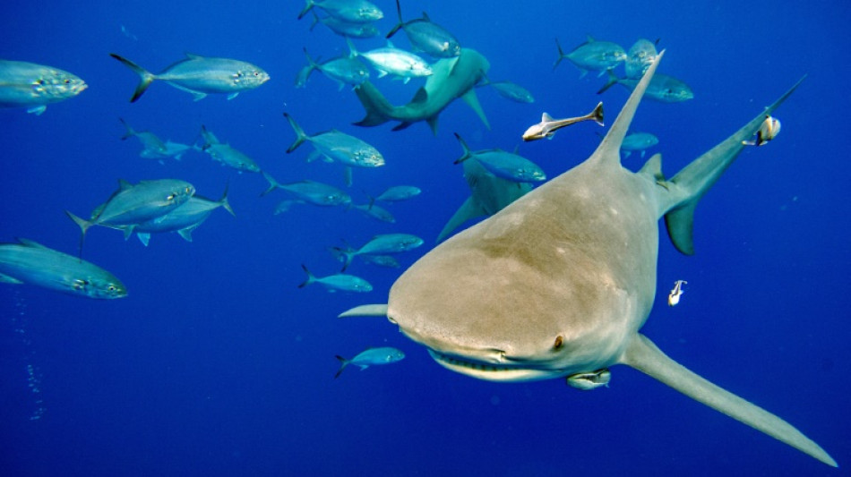 Wildlife summit to vote on 'historic' shark protections