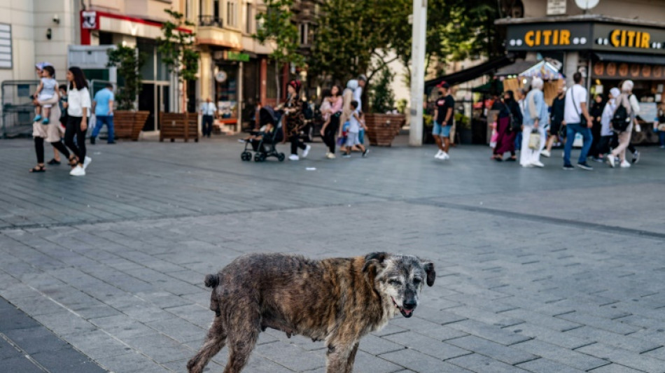 Turquie: cent ans après, les chiens errants de nouveau dans la tourmente