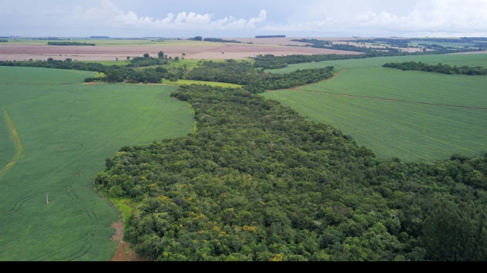 Brésil: au pays des "agrotoxiques", les biopesticides ouvrent une brèche