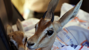 Endangered gazelles find Libyan 'safe haven'