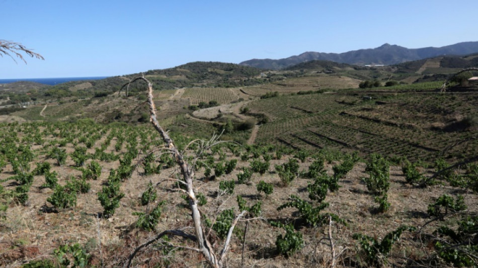 Faute de pluie, les vignerons des Pyrénées-Orientales craignent de maigres vendanges