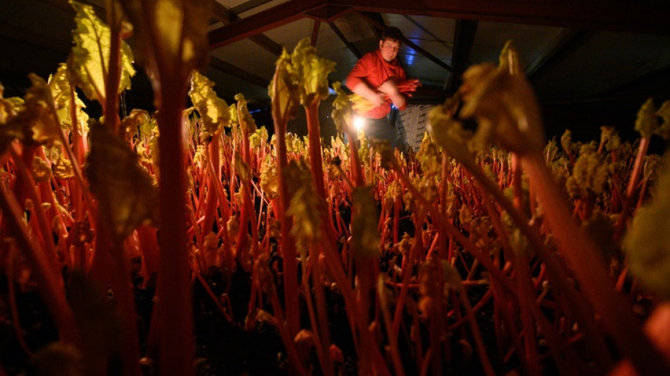  In UK 'rhubarb triangle', spring arrives in January 