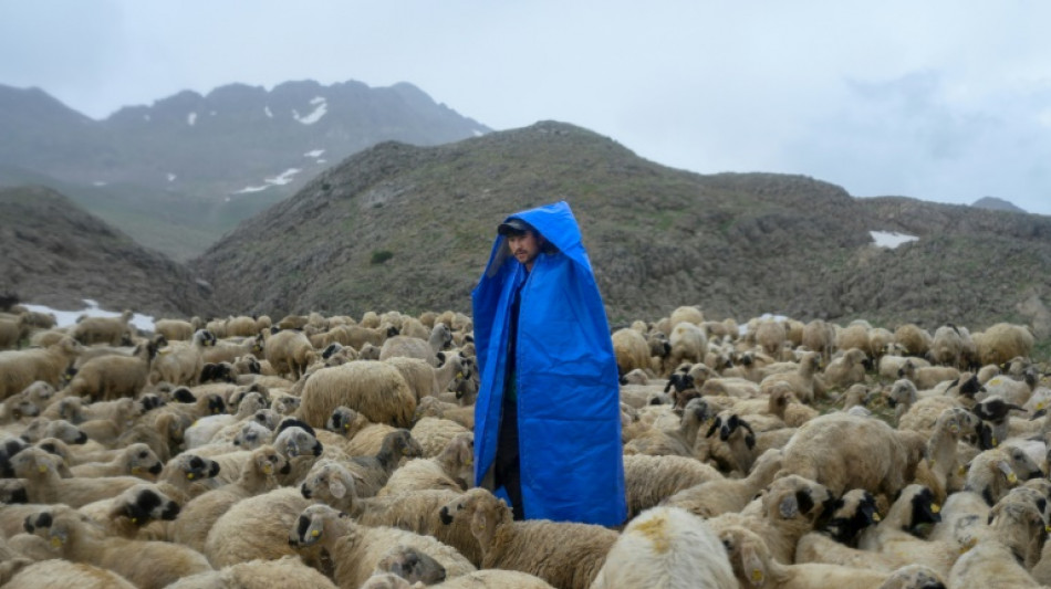 High up in Turkish valleys, Afghan shepherds dream of home