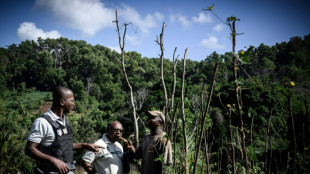 A Mayotte, l'Etat lutte aussi contre la déforestation et les plantations illégales