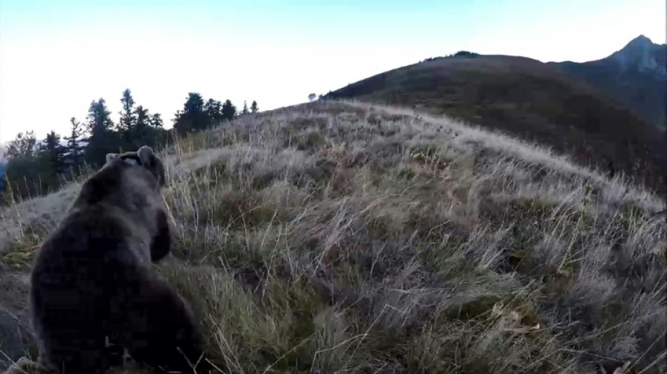 Chasseur jugé pour avoir abattu une ourse: l'heure des plaidoiries