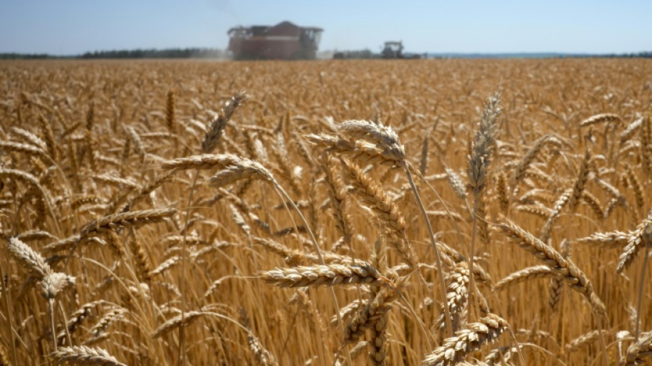 La Russie estime pouvoir exporter 50 millions de tonnes de céréales