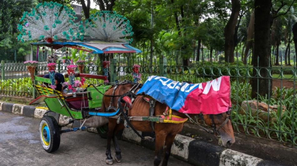 The last carriage horses of Indonesia's capital endure harsh lives