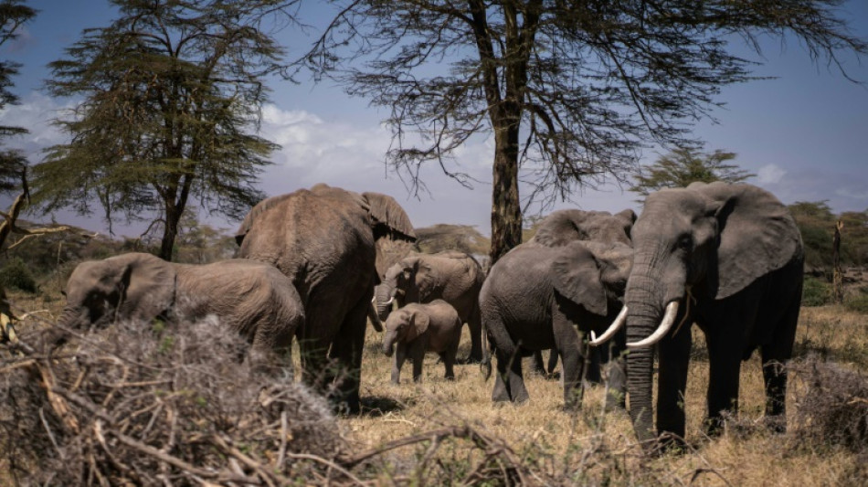 'Extraordinary' elephant that survived poaching dies in drought-hit Kenya