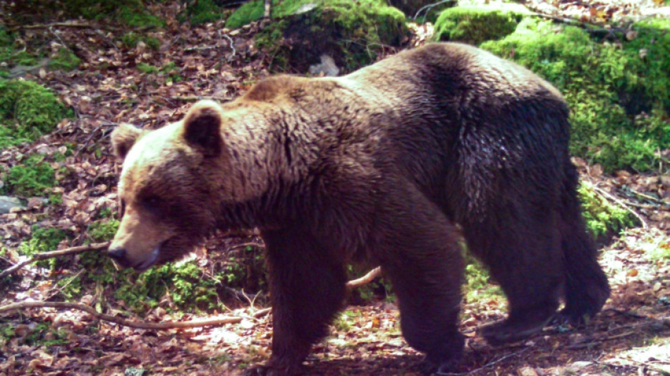 French hunter on trial for killing mother bear 'in self-defence'