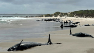 Pod of 157 dolphins stranded on remote Australian beach